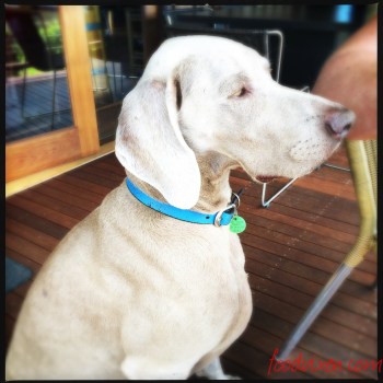 I'm more of a cat person but how could you not love this beautiful dog?