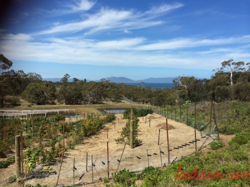 The view from Kate's Berry Farm